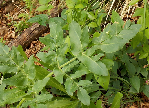 Opopanax chironium (L.) W. D. J. Koch (Apiaceae)
