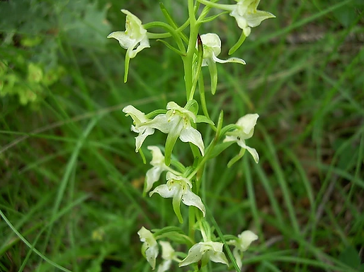 Platanthera chlorantha