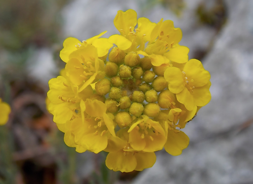 Alyssum montanum L. subsp. montanum (Brassicaceae)