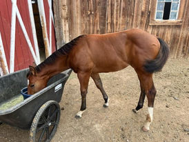 2023 AQHA Bay Filly by Metallic Heaven