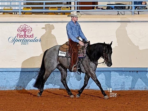Mucha Blu Su blue roan mare under saddle at the 2021 Redbud Spectacular, shown jogging in western tack inside an indoor arena.