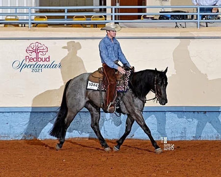 Mucha Blu Su blue roan mare under saddle at the 2021 Redbud Spectacular, shown jogging in western tack inside an indoor arena.
