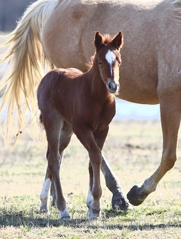 Red roan filly walking next to her dam in pasture.