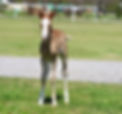 Smokin Custom Chrome x Shiney My Lights filly.jpg