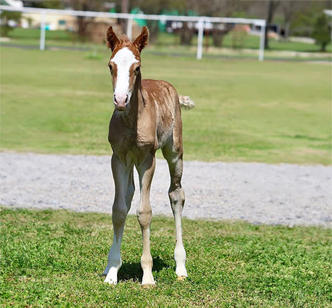 Chestnut filly with blaze standing in pasture