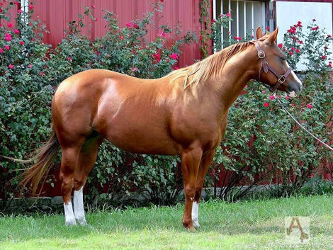Shiney Miss Lights chestnut broodmare standing in profile wearing a halter, balanced conformation with white hind socks, photographed at Aaron Ranch in front of a red barn and flowering shrubs.