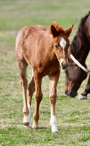 Red roan filly walking in a spring pasture.