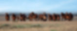 Horses 2.jpg