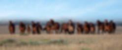 Horses 2.jpg