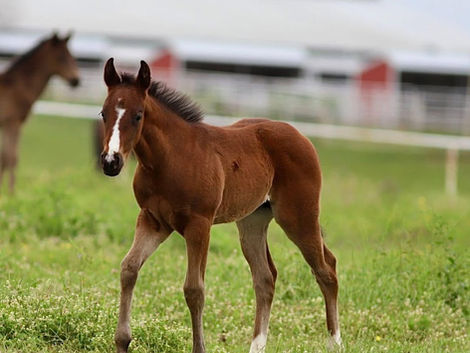 Bay filly walking through pasture