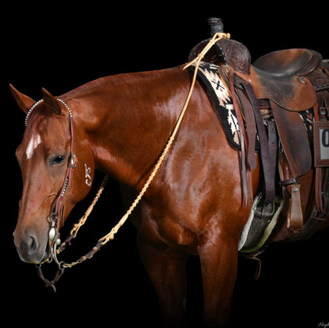 A chestnut mare saddled on a black background
