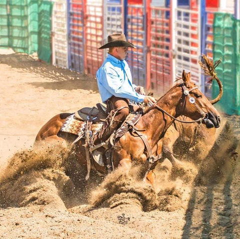 SCR Shadow Cat going down the fence and turning back a cow.