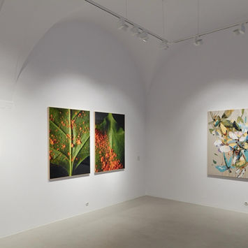 altered nature at brisa galeria 06