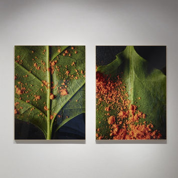 altered nature at brisa galeria 07