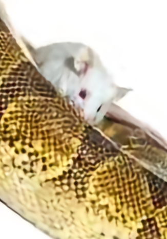 Unknown_edited.png