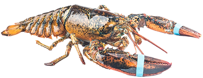 lobster.png