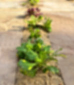 Paving planting design ideas and inspiration.jpg