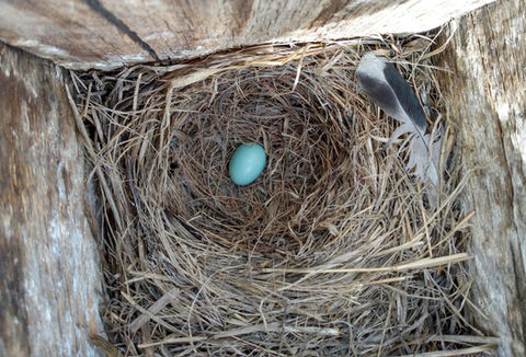 Egg Laying & Incubation