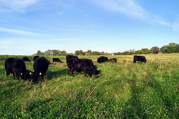 Ohio Grass Fed Beef