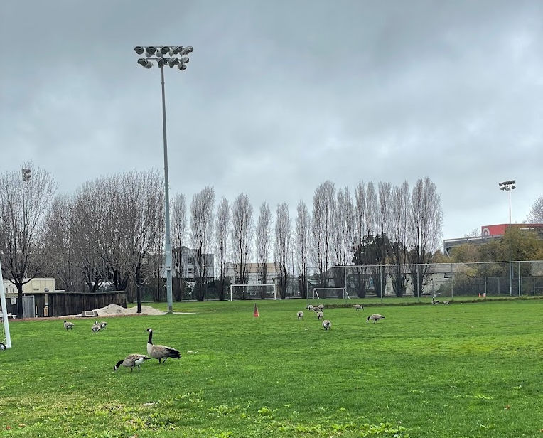 gabe catalfo field geese 2.jpg