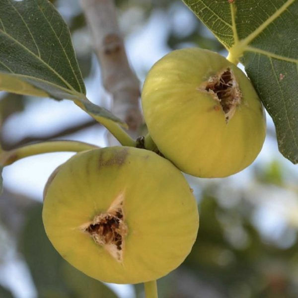 Aydın Sarısı