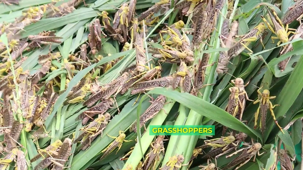 Küçük resim: Pest Stop 88 ~ Akdeniz Sineği