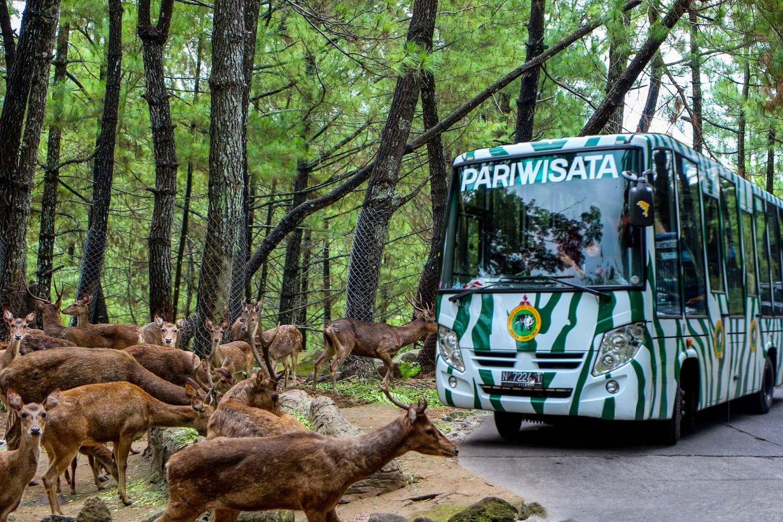 77 Gambar Hewan Ex Situ Gratis