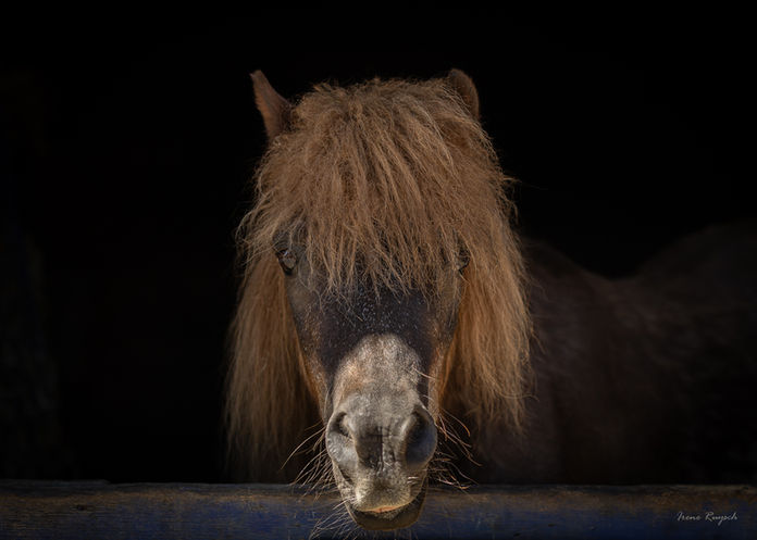 door Irene Ruysch Fine Art Paardenfotograaf - Th. Schwartzestraat 132 - Den Haag