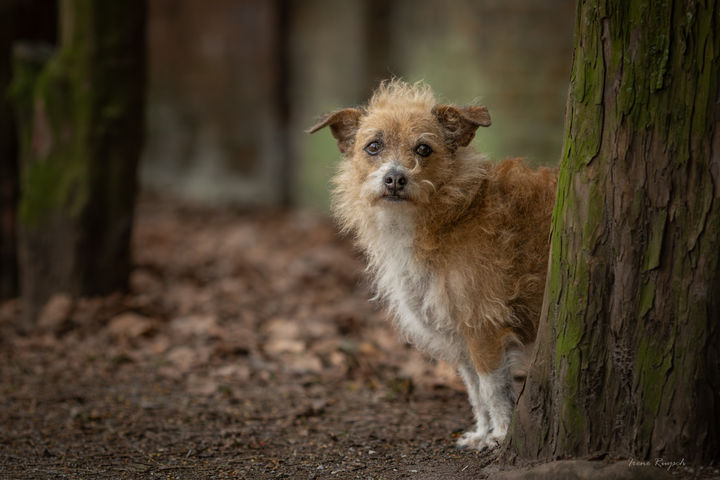 door Irene Ruysch Fine Art honden fotograaf - Th. Schwartzestraat 132 - Den Haag
