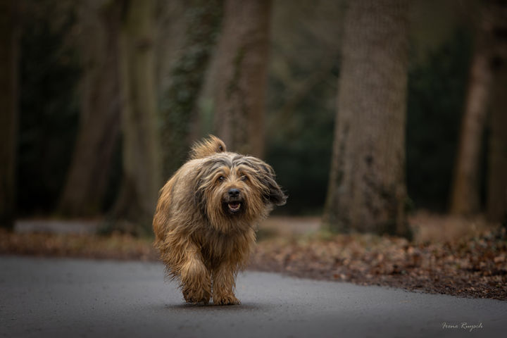 door Irene Ruysch Fine Art honden fotograaf - Th. Schwartzestraat 132 - Den Haag
