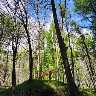 From the front door of The Hideaway Apartments, you can access the hiking route of the Franciscan Trail, summer hiking in Val di Susa with picnic spots and forests