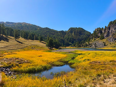 Golden autumn larches along the hiking trail from Bousson to Rifugio Mautino in Val di Susa, Piemonte, Italy