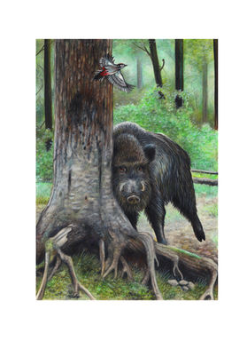 Illustration Wildschwein