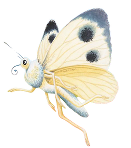 Illustration Schmetterling