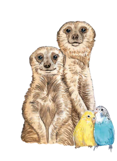 Illustration von Erdmännchen von Florian Fuchs