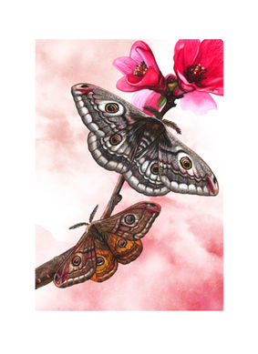 Illustration Nachtpfauenauge