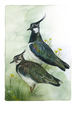 Illustration Kibitze
