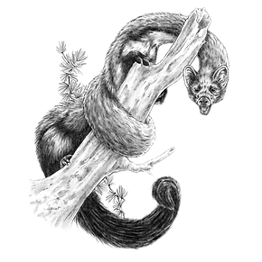 Illustration von Ramidreju