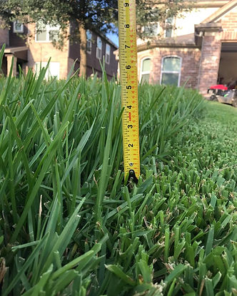 St. Augustine Grass 4 inches tall! = Healthy