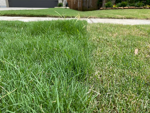 Bermuda Lawn