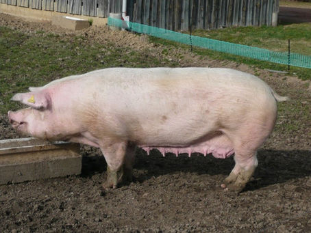 Grisraser som används för köttproduktion