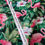 Thumbnail: Flamingo Flowers Cotton Fabric – Northcott Coastal Breeze