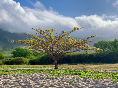 Collective Mind Technologies - Hawaii Photography