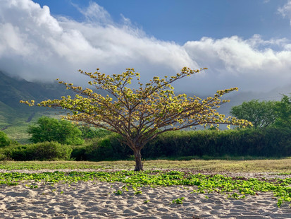 Collective Mind Technologies - Hawaii Photography