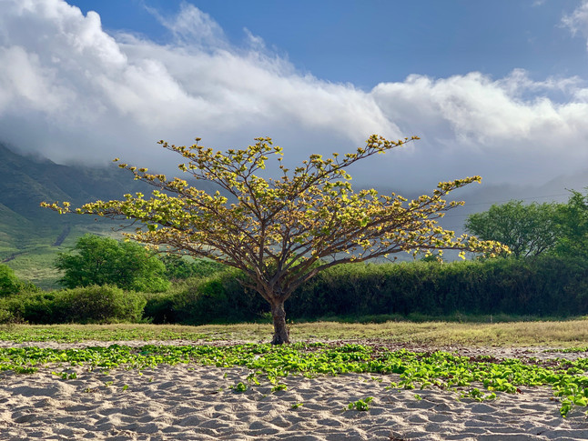 Collective Mind Technologies - Hawaii Photography