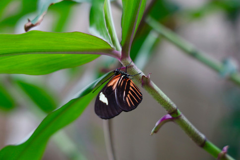 Collective Mind Technologies - Nature Photography