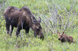 JW moose newborn.jpeg