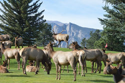 Golf Course View from Elk Ridge (JW)