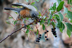 jjw robin w berry a.jpg
