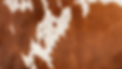 Section header.png